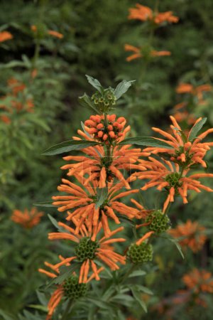 Photo for Floral. Closeup view of Leonotis leonurus, also known as Lion's ear, green leaves and tubular flowers of orange petals, spring blooming in the garden. - Royalty Free Image