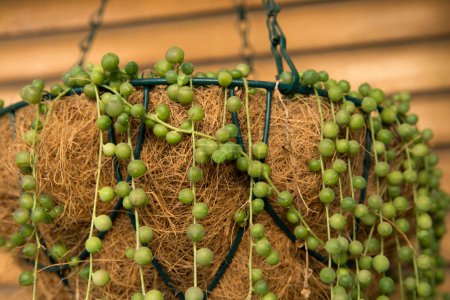 Photo for Exotic succulent plants. Closeup view of a Curio rowleyanus, also known as String of Pearls growing in a hanging flower pot. Its beautiful ball shaped green leaves falling from the container. - Royalty Free Image