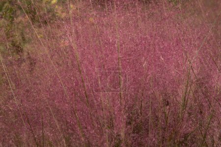 Foto de Hierbas ornamentales textura y patrón. Enfoque selectivo en un Muhlenbergia capillaris, también conocido como Pink Muhly Grass, hermosas flores rosadas y follaje, floración de primavera en el jardín. - Imagen libre de derechos