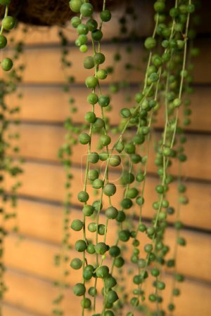 Foto de Plantas exóticas suculentas. Vista de cerca de un Curio rowleyanus, también conocido como String of Pearls hermosas hojas verdes en forma de bola que caen del contenedor. - Imagen libre de derechos