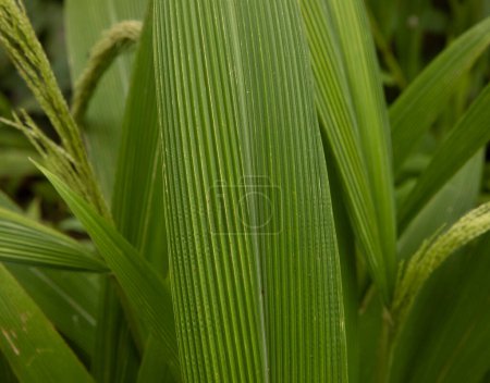 Foto de Textura y patrón de la hoja. Vista de cerca de Setaria sulcata, también conocida como hierba de palma, hojas verdes, creciendo en el jardín. - Imagen libre de derechos