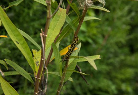 Foto de Ecosistema y biodiversidad. Insectos. Vista de cerca de una oruga mariposa monarca con rayas negras y amarillas, colgando de un tallo de planta. - Imagen libre de derechos