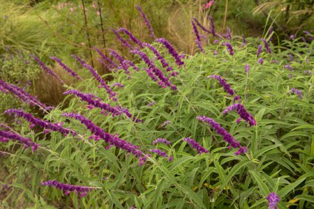 Floral. Vista de cerca de Salvia leucantha, también conocida como salvia silvestre mexicana, follaje de hojas verdes y flores tubulares púrpuras floreciendo en el jardín en primavera. 