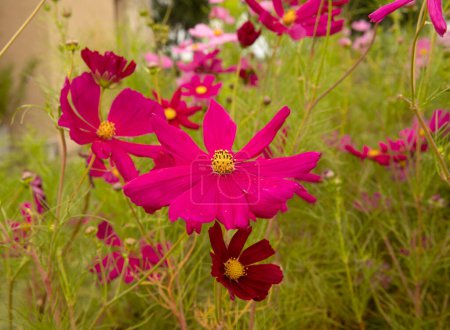 Téléchargez les photos : Marguerites fleuries dans le jardin. Vue rapprochée de la plante Cosmos bipinnatus, également connue sous le nom d'aster mexicain, fleurs de couleur rose et pétales fuchsia, fleurissant dans le parc. - en image libre de droit