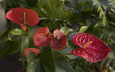 Photo for Tropical flora. Closeup view of Anthurium andreanum, also known as Flamingo Flower plant, green leaves and red flowers blooming in the garden. - Royalty Free Image