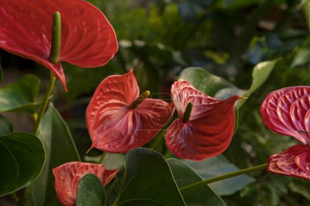 Photo for Tropical flora. Closeup view of Anthurium andreanum, also known as Flamingo Flower plant, green leaves and red flowers blooming in the garden. - Royalty Free Image