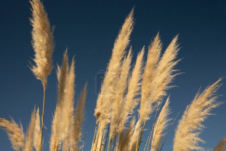 Foto de Fondo de hierba ornamental. Vista de cerca de Cortaderia selloana, también conocida como hierba pampeana, oreja de flores doradas que florecen con el cielo azul en el fondo. - Imagen libre de derechos