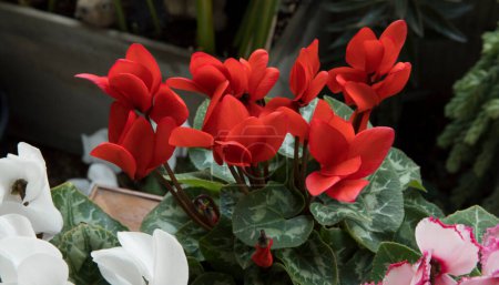Photo for Floral. House plants. Cyclamen persicum or alpine violet, red flowers blooming in the garden. - Royalty Free Image