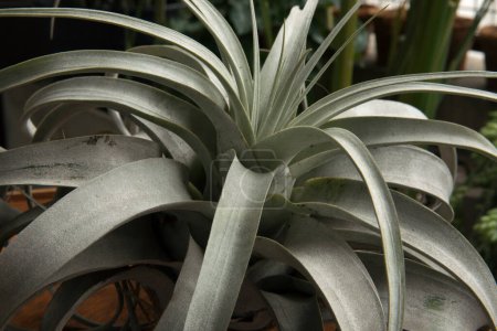 Foto de Primer plano de una Tillandsia xerographica gigante, también conocida como planta de aire xerográfico, sus largas hojas grises y su forma ornamental. - Imagen libre de derechos