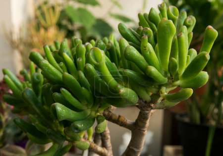 Gartenarbeit. Sukkulente Pflanzen. Nahaufnahme einer Crassula ovata Gollum, auch bekannt als Löffeljade, grüne fingerförmige Blätter.