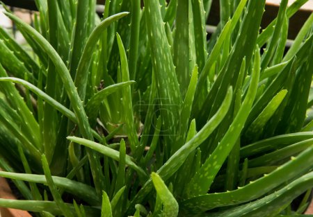 Photo for Succulent plants. Closeup of an Aloe vera green and thorny leaves. - Royalty Free Image