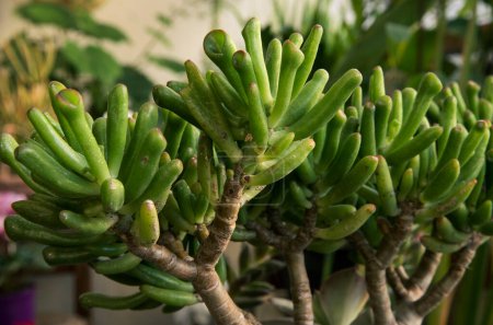 Téléchargez les photos : Jardinage. Des plantes succulentes. Gros plan d'un Crassula ovata Gollum, également connu sous le nom de cuillère Jade, feuilles vertes en forme de doigt. - en image libre de droit