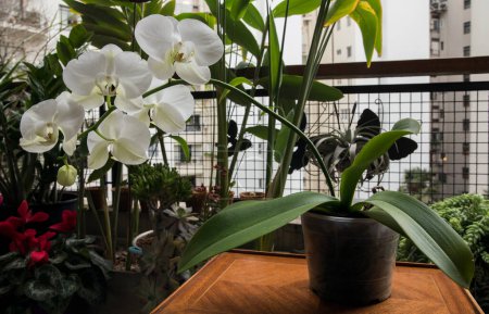 Foto de Floral. Flores de invierno. Hermosa orquídea Phalaenopsis en una olla, con sus flores blancas, pétalos, pedúnculo y hojas verdes, floreciendo en el balcón. - Imagen libre de derechos