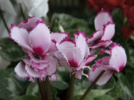 Photo for Floral. Closeup of a Cyclamen persicum pink flower blooming in the garden. - Royalty Free Image