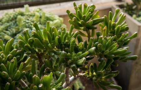 Photo for Gardening. Succulent plants. Closeup of a Crassula ovata Gollum, also known as Spoon Jade, green finger shaped leaves. - Royalty Free Image