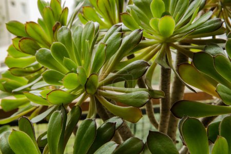 Foto de Flora. Primer plano de una planta suculenta de Aeonium arboreum, también conocida como Tree Houseleek, que crece en el jardín urbano. Sus hermosas rosetas verdes y hojas. - Imagen libre de derechos