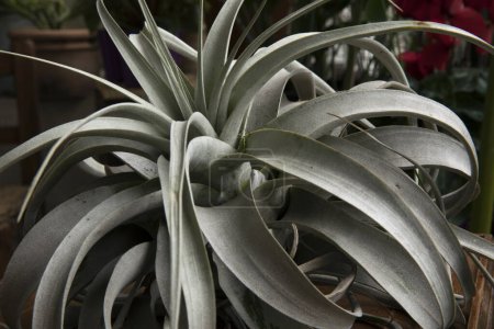 Foto de Primer plano de una Tillandsia xerographica gigante, también conocida como planta de aire xerográfico, sus largas hojas grises y su forma ornamental. - Imagen libre de derechos