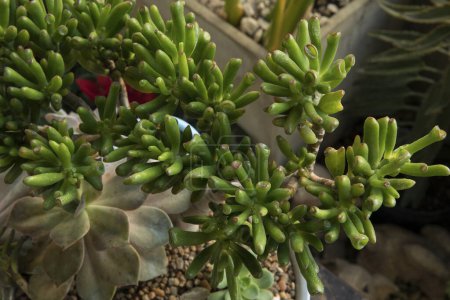Photo for Succulent plants decorative combination. Closeup of a green Crassula ovata Gollum also known as Spoon Jade, with finger shaped leaves, and a gray Graptopetalum paraguayense, known as Ghost plant. - Royalty Free Image