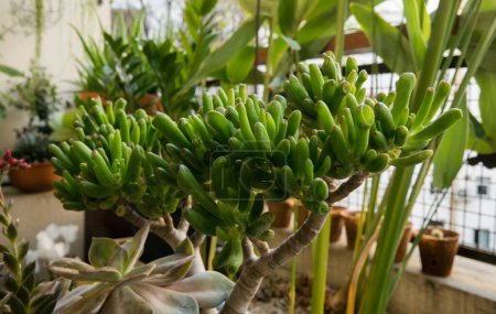 Photo for Gardening. Succulent plants. Closeup of a Crassula ovata Gollum, also known as Spoon Jade, green finger shaped leaves. - Royalty Free Image