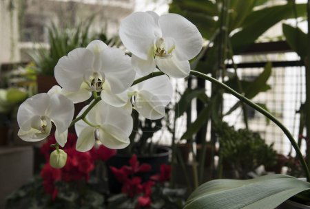 Téléchargez les photos : Jardin. Belle Phalaenopsis, également connu sous le nom d'orchidée papillon de nuit, fleurs blanches avec de grands pétales, l'hiver fleurissant dans le balcon. - en image libre de droit