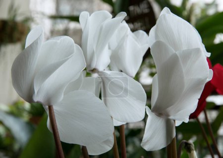 Foto de Flores. Primer plano de una flor blanca Cyclamen persicum o Alpine Violet y hermosos pétalos floreciendo en el jardín. - Imagen libre de derechos