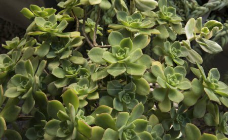 Foto de Suculentas exóticas. vista de primer plano de un Aeonium haworthii, también conocido como molinillo, hermosas rosetas verdes y hojas. - Imagen libre de derechos