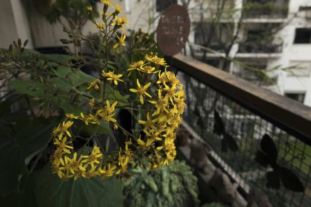 Photo for Floral. Urban garden. Closeup view of a Senecio petasitis, also known as Velvet Groundsel, blooming flowers of yellow petals, growing in the balcony. - Royalty Free Image
