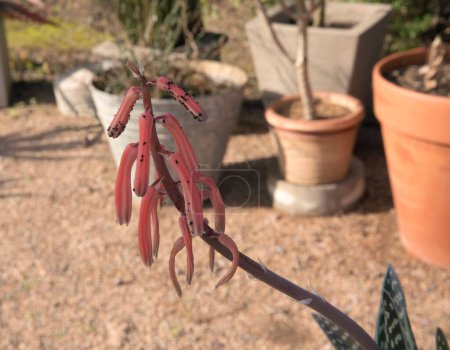 Téléchargez les photos : Flore exotique. Vue rapprochée d'Aloe variegata, également connu sous le nom d'aloès tigre, belle fleur de pétales tubulaires rouges, floraison printanière dans le jardin. - en image libre de droit