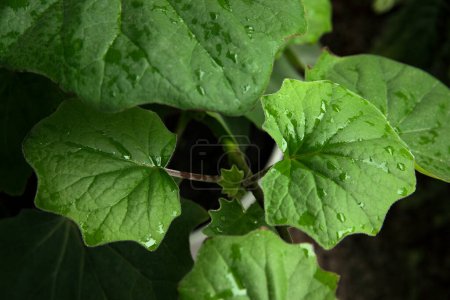 Foto de Flora tropical. Vista de cerca de una petasitis Senecio, también conocido como terciopelo Groundsel, hojas verdes hermosas follaje y textura. - Imagen libre de derechos