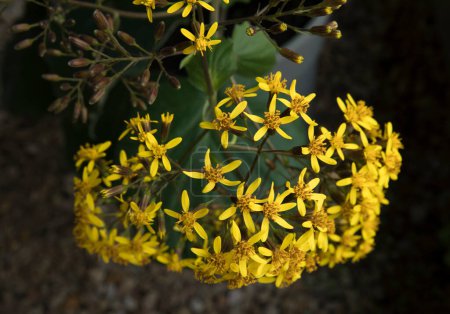 Téléchargez les photos : Floral. Vue rapprochée d'un Senecio petasitis, également connu sous le nom de Velvet Groundsel, fleurs en fleurs d'hiver de pétales jaunes. - en image libre de droit