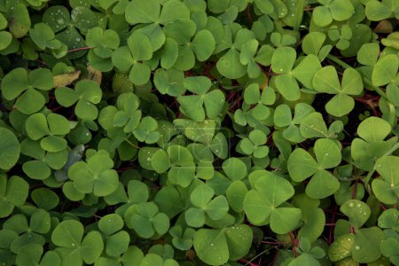 Natural texture and pattern. Closeup view of Trifolium repens, also known as White Clover, beautiful green leaves, growing in the garden.