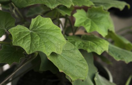 Foto de Se va. Vista de cerca de una petasitis Senecio, también conocido como terciopelo Groundsel, hermosas hojas verdes textura y patrón. - Imagen libre de derechos