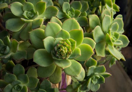 Photo for Exotic flora. Succulent plants. Closeup view of an Aeonium haworthii, also known as Pinwheel, beautiful rosette and green leaves, growing in a pot. - Royalty Free Image