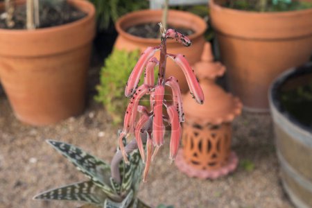 Téléchargez les photos : Un cactus exotique. Aloe variegata, également connu sous le nom d'aloès tigre, fleurs à fleurs rouges rares, long pédoncule et rosette, poussant dans un pot de fleurs dans le jardin. - en image libre de droit