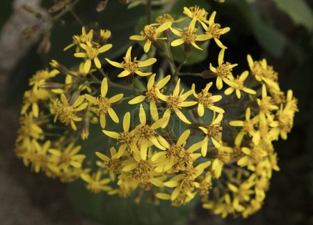 Téléchargez les photos : Floral. Vue rapprochée d'un Senecio petasitis, également connu sous le nom de Velvet Groundsel, fleurs en fleurs d'hiver de pétales jaunes. - en image libre de droit