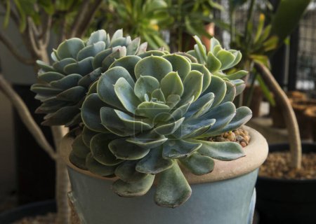 Photo for Flora. Succulent plant. Closeup of an Echeveria imbricata, also known as Blue Rose Echeveria, growing in a flower pot in the urban garden. Its beautiful rosettes and green leaves. - Royalty Free Image