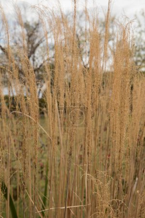 Téléchargez les photos : Des herbes. Vue rapprochée de Miscanthus sinensis Gracillimus doré, également connu sous le nom d'herbe de jeune fille, poussant dans le jardin. - en image libre de droit
