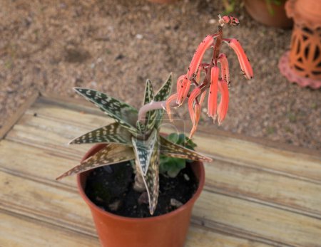 Exotic cactus. Aloe variegata, also known as Tiger Aloe, rare red blooming flowers, long peduncle and rosette, growing in a flower pot in the garden.