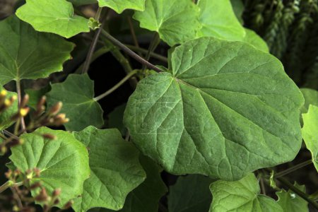 Téléchargez les photos : Flore tropicale. Vue rapprochée d'un Senecio petasitis, également connu sous le nom de Velvet Groundsel, beau feuillage et texture de feuilles vertes. - en image libre de droit