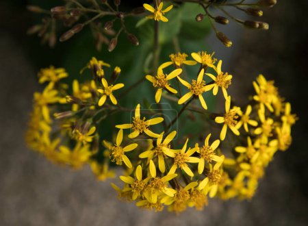 Foto de Floral. Vista de cerca de una petasitis Senecio, también conocido como terciopelo Groundsel, flores florecientes de invierno de pétalos amarillos. - Imagen libre de derechos
