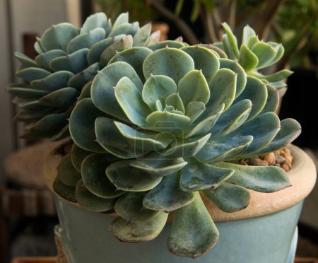 Photo for Succulent plant. Closeup of an Echeveria imbricata, also known as Blue Rose Echeveria, growing in a flower pot in the urban garden. Its beautiful rosettes and green leaves. - Royalty Free Image