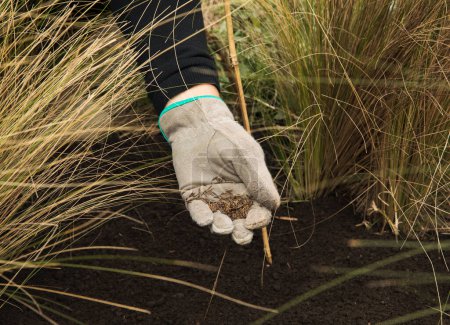 Foto de Gardner con guantes, plantando semillas en el suelo fértil del jardín. - Imagen libre de derechos
