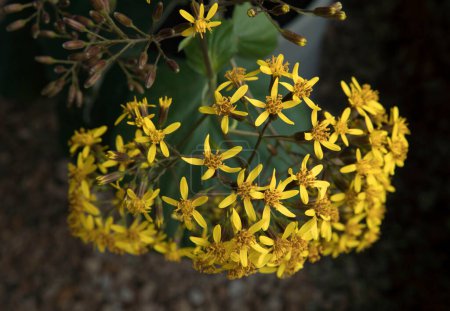 Foto de Floral. Vista de cerca de una petasitis Senecio, también conocido como terciopelo Groundsel, flores florecientes de invierno. Hermosa textura pétalos de oro. - Imagen libre de derechos