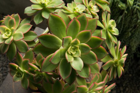 Photo for Urban garden. Succulent plants. Closeup view of an Aeonium haworthii Kiwi, beautiful rosettes of green leaves with pink edges growing in a pot. - Royalty Free Image