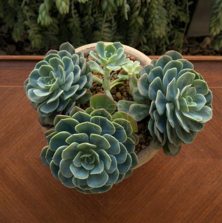 Photo for Succulent plant. Closeup of an Echeveria imbricata, also known as Blue Rose Echeveria, growing in a flower pot in the urban garden. Its beautiful rosettes and green leaves. - Royalty Free Image