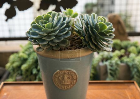 Photo for House plant in the balcony. Succulent plant. Closeup of an Echeveria imbricata, also known as Blue Rose Echeveria, growing in a flower pot in the urban garden. Its beautiful rosettes and green leaves. - Royalty Free Image