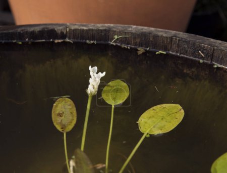 Photo for Aquatic plants. Closeup view of Aponogeton distachyosm, also known as Cape pond weed, floating green leaves, peduncles and blooming flowers of white petals in the pond. - Royalty Free Image