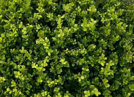 Téléchargez les photos : Texture et motif naturels. Des arbustes. Vue rapprochée d'un Buxus sempervirens, également connu sous le nom de buis ou boîte commune, beau feuillage de feuilles vertes. - en image libre de droit