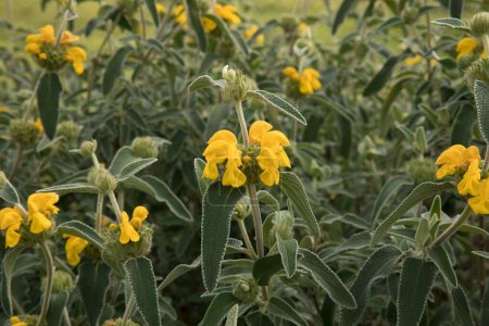 Gardening and landscaping. Closeup view of Phlomis fruticosa plant, also known as Jerusalem sage, beautiful green leaves and flowers of yellow petals blooming in the garden. 