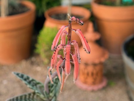 Foto de Enfoque selectivo en un Aloe variegata, también conocido como Aloe Tigre, flor roja. - Imagen libre de derechos
